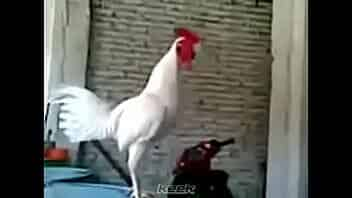 VID-20151201-WA0009 video